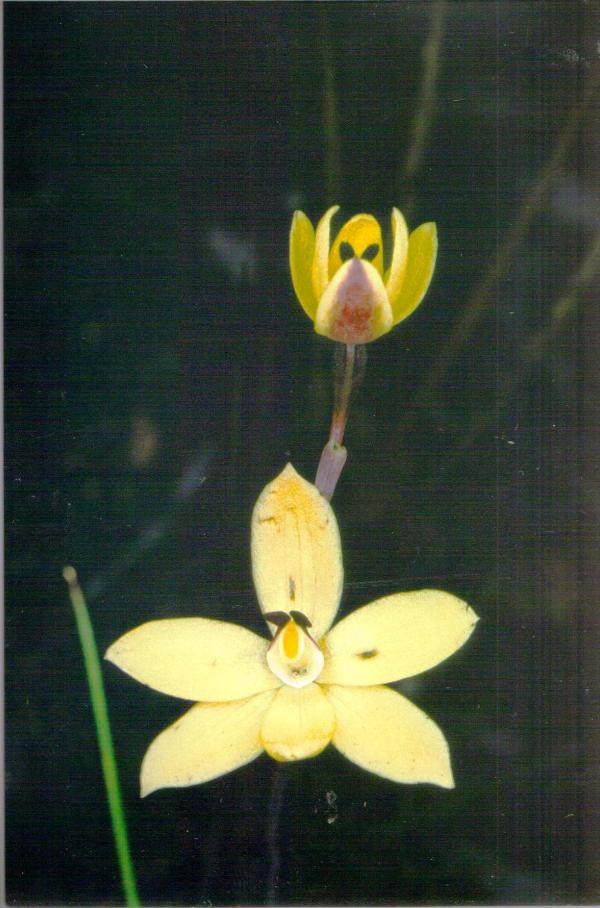 Thelymitra antennifera